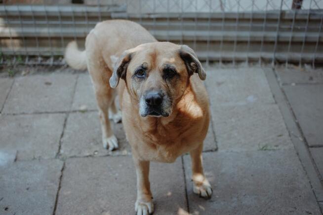Suzi - domowa, wychowana suczka szuka domu!