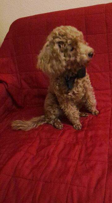 Pudel red szczeniak miniatura