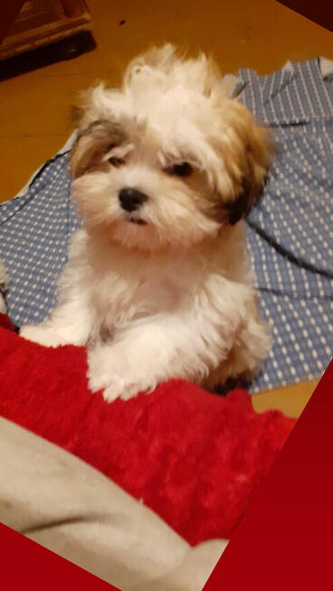 Malshi piękny chłopak