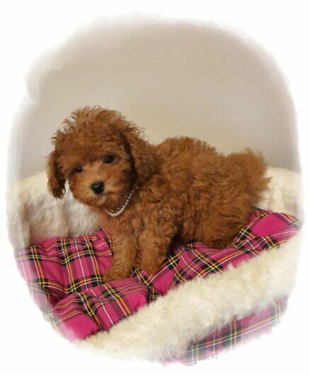 Pudel ,Pudelek Toy piesek red