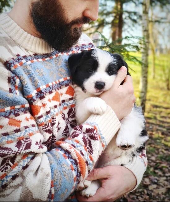 Border Collie piesek do odbioru