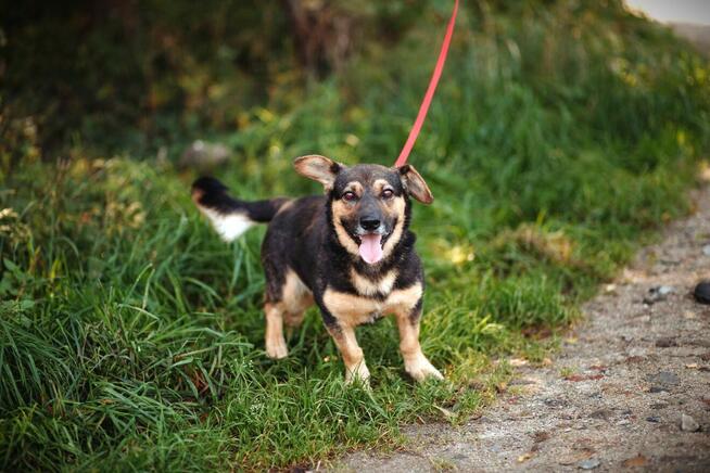 Baloo - niskopodłogowy wesołek szuka domu!