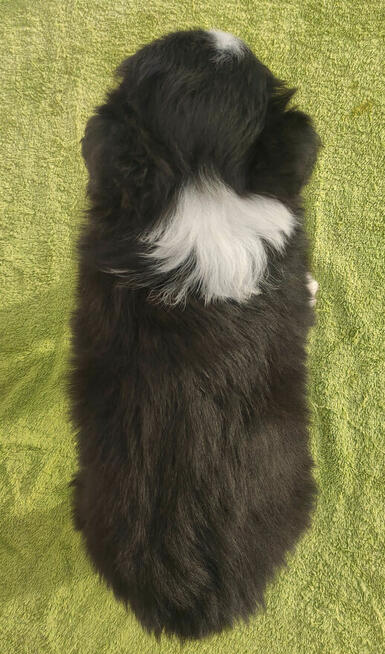 Szczenię BORDER COLLIE z Hodowli - Rasowy pies z pełną dok.