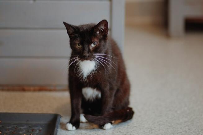 Bryś - wspaniały, delikatny kotek szuka domu!