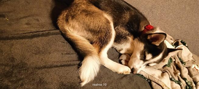 Oddam psa mieszaniec z husky