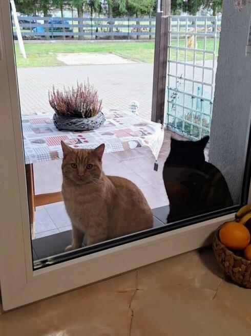 Dom Zielin gm. Mieszkowice