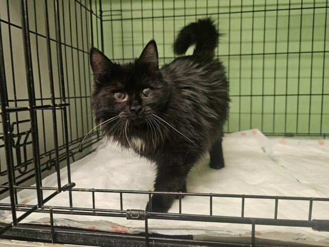 Kocia dama - radosna i miziasta