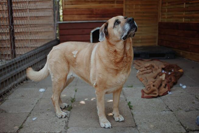 Suzi - domowa, wychowana suczka szuka domu!