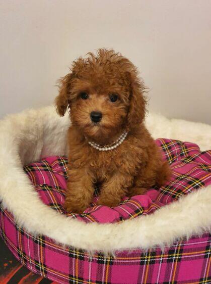 Pudel ,Pudelek Toy piesek red