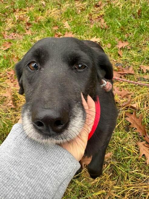 Justynka do adopcji Schronisko Sokołów Podl.