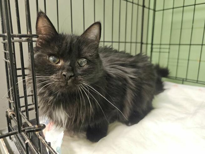 Kocia dama - radosna i miziasta