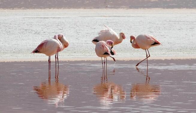 Apartament typu studio na COSTABLANCA w słonecznej HISZPANII