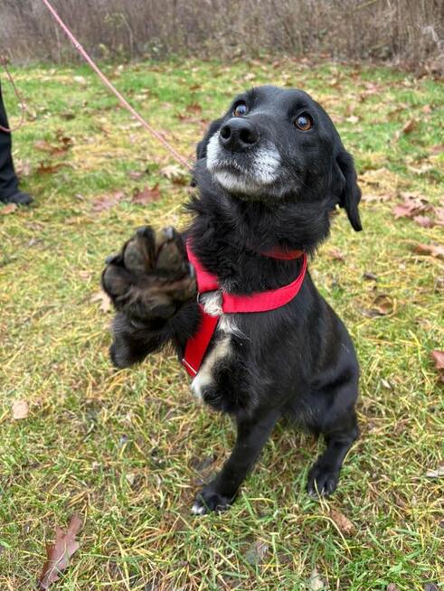 Justynka do adopcji Schronisko Sokołów Podl.