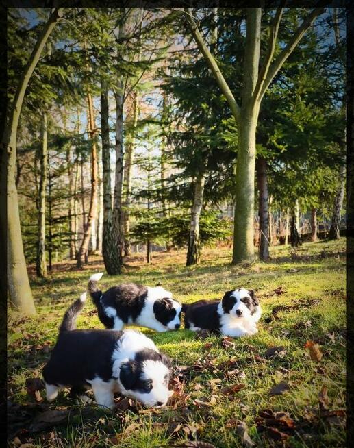 Border Collie piesek do odbioru