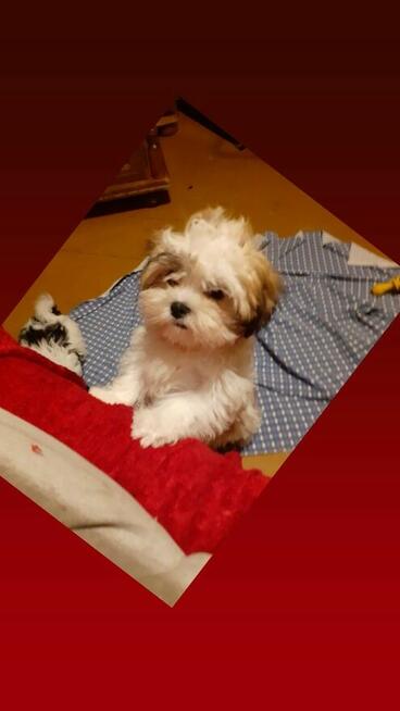 Malshi piękny chłopak