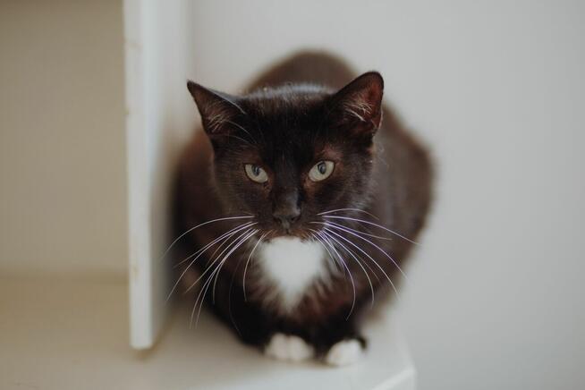 Bryś - wspaniały, delikatny kotek szuka domu!