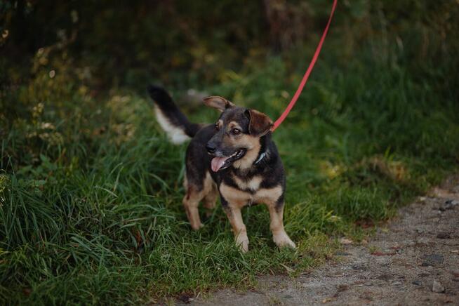 Baloo - niskopodłogowy wesołek szuka domu!