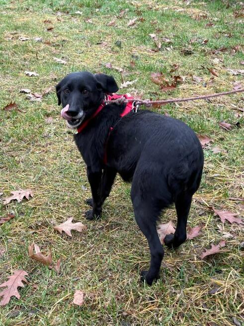 Justynka do adopcji Schronisko Sokołów Podl.