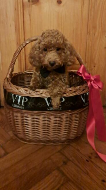 Pudel red szczeniak miniatura