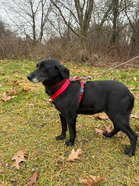 Justynka do adopcji Schronisko Sokołów Podl.