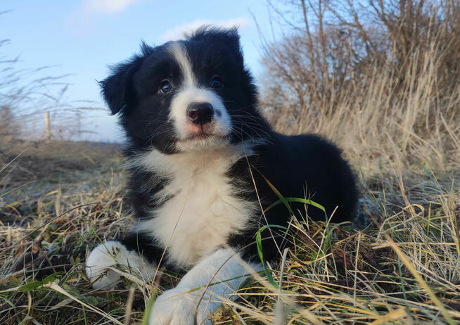 Szczenię BORDER COLLIE z Hodowli - Rasowy pies z pełną dok.