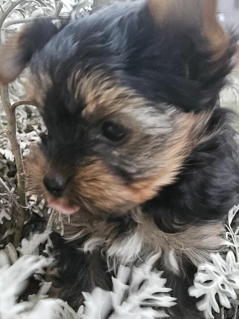 pies Yorkshire Terrier