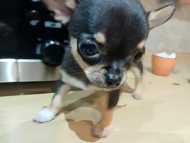 Przepiękna Maleńka Unikatowa Chihuahua