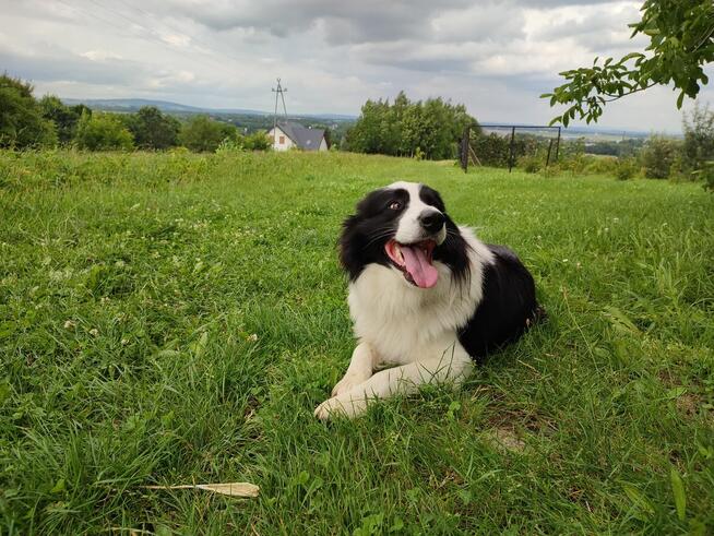 Szczeniaki Border Collie piesek