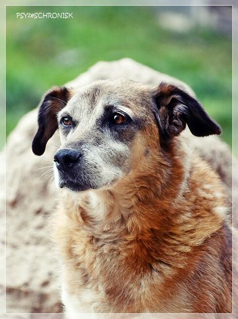 Koma – kolejne niepotrzebne psie życie? Daj staruszce miłość