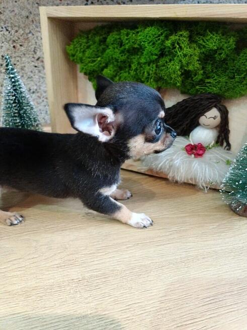 Przepiękna Maleńka Unikatowa Chihuahua