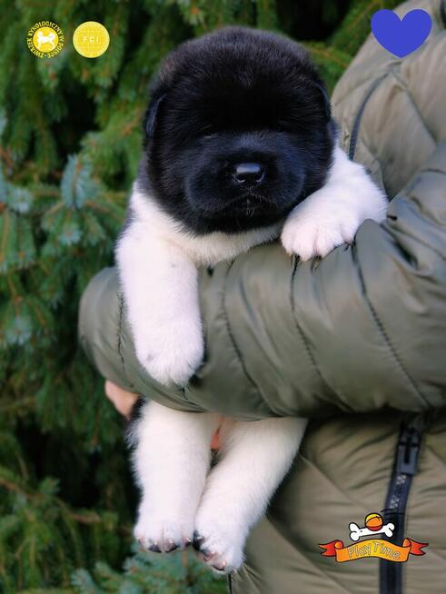 Szczenięta AKITA AMERYKAŃSKA - odbiór marzec - PlayTime FCI