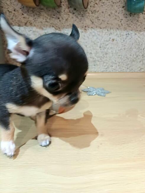 Przepiękna Maleńka Unikatowa Chihuahua