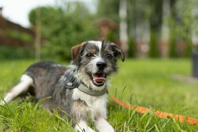 Brukselka wesoło bryka, smutek przy niej znika.