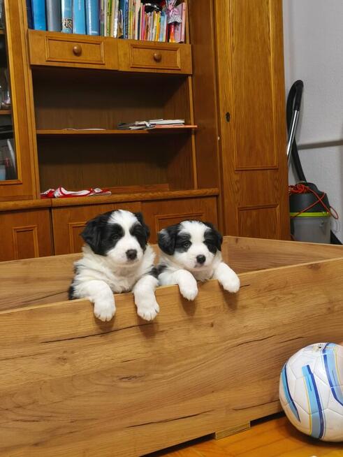 Szczeniaki Border Collie piesek
