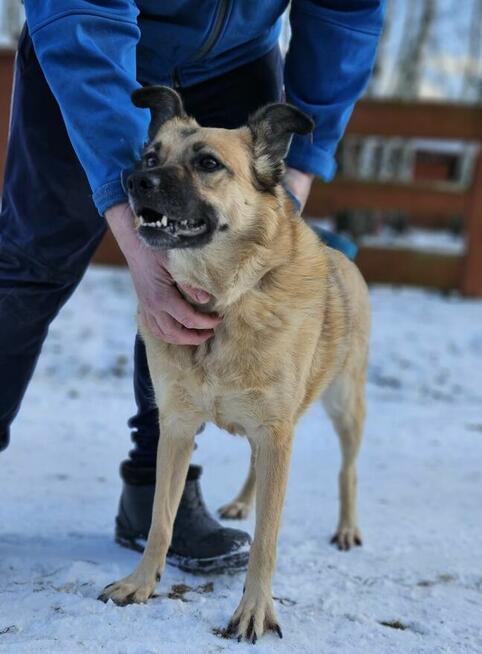 HANIA marzy, a czas nie czeka – daj jej dom!