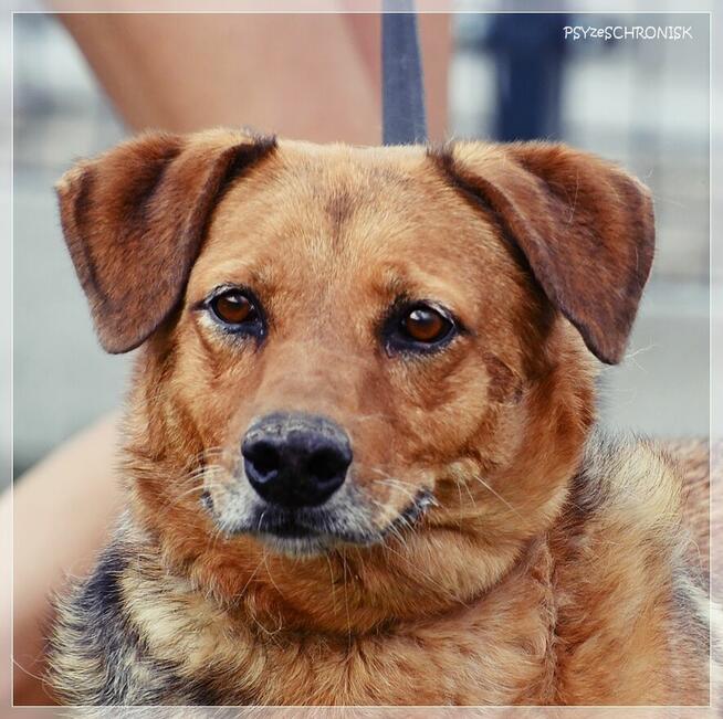 Pigmej – wspaniały, psi terapeuta