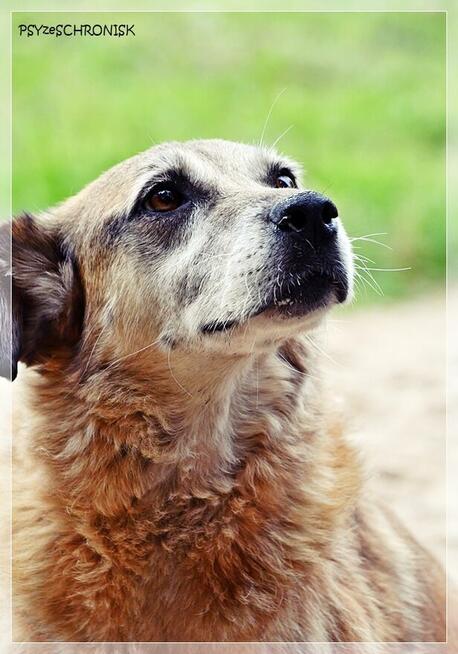 Koma – kolejne niepotrzebne psie życie? Daj staruszce miłość