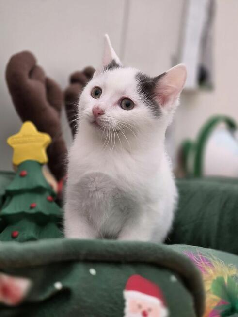 Uroczy Jogi szuka kochającego domku!