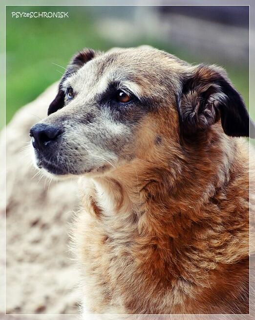 Koma – kolejne niepotrzebne psie życie? Daj staruszce miłość