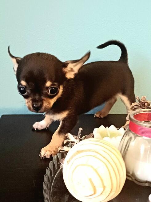 Przepiękna Maleńka Unikatowa Chihuahua