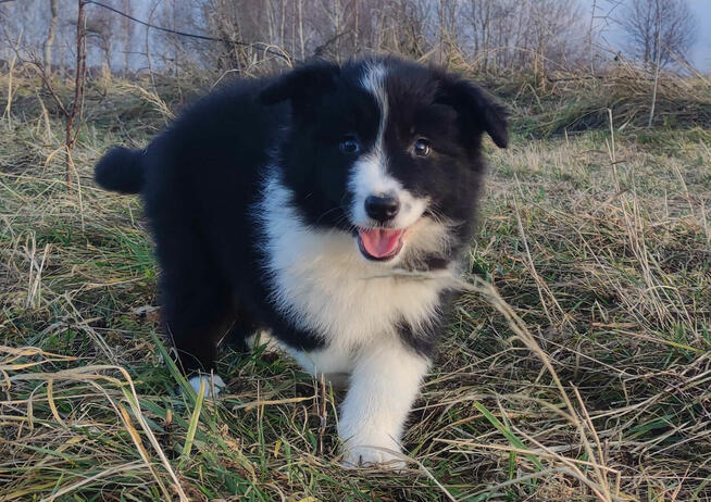 PIĘKNA! Suczka BORDER COLLIE z Hodowli - Rasowa z pełną dok.