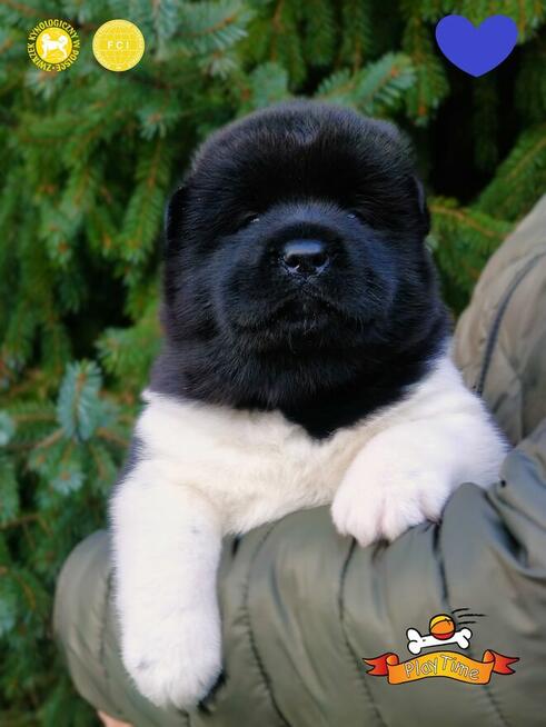 Szczenięta AKITA AMERYKAŃSKA - odbiór marzec - PlayTime FCI