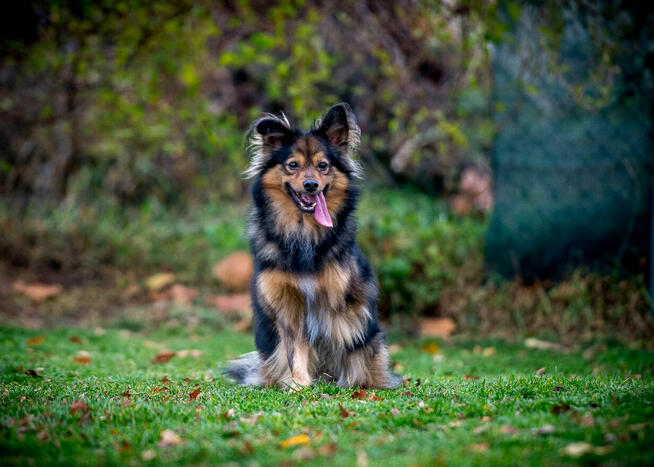 MacGyver marzy o swoim człowieku!