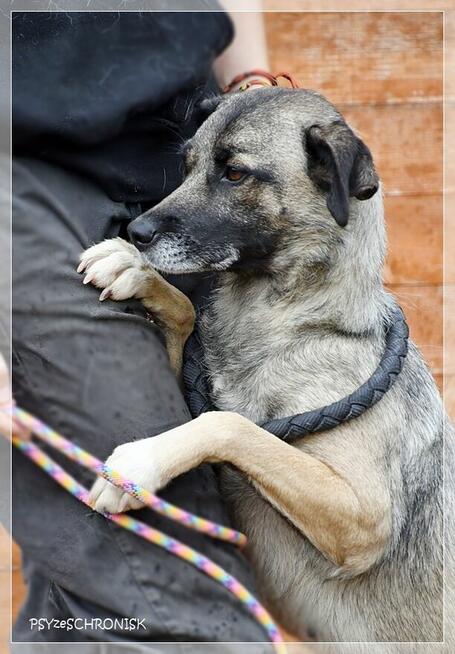 Szarka – delikatny, zapatrzony w człowieka psi anioł