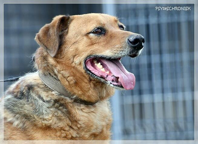 Pigmej – wspaniały, psi terapeuta