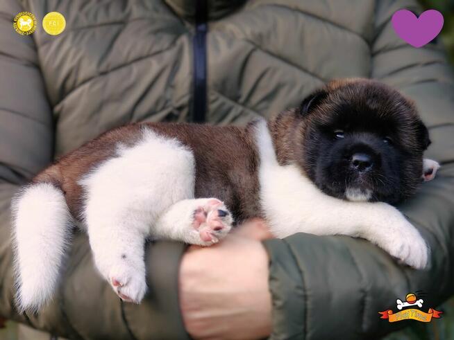 Szczenięta AKITA AMERYKAŃSKA - odbiór marzec - PlayTime FCI