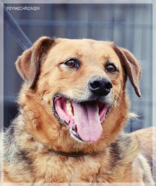 Pigmej – wspaniały, psi terapeuta