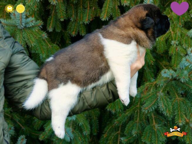 Szczenięta AKITA AMERYKAŃSKA - odbiór marzec - PlayTime FCI