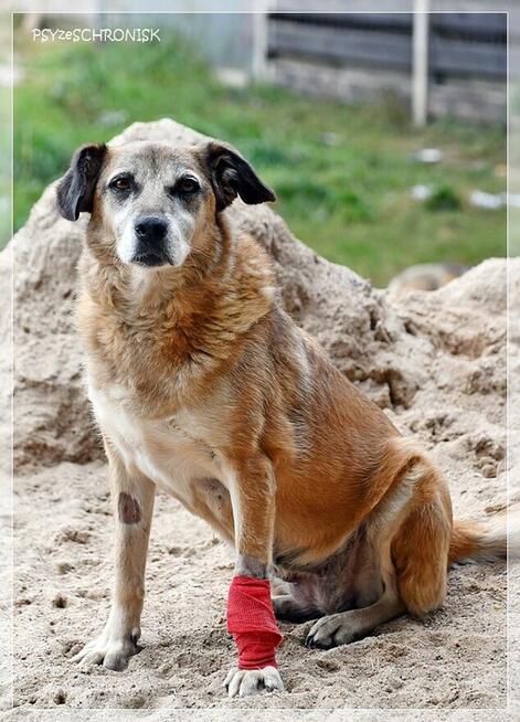 Koma – kolejne niepotrzebne psie życie? Daj staruszce miłość