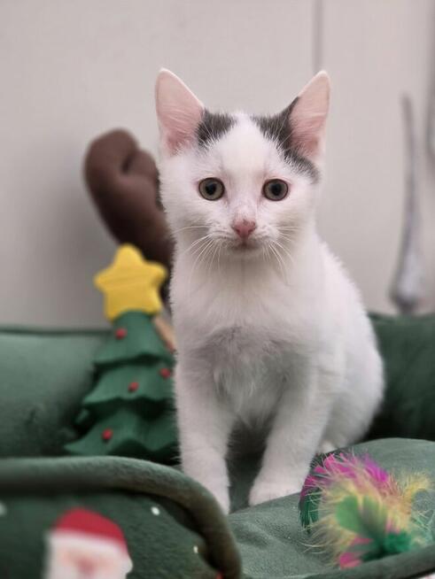 Uroczy Jogi szuka kochającego domku!